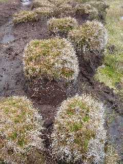 Gras Gras