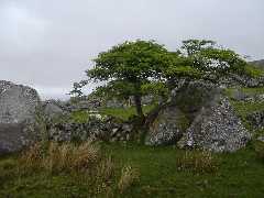Baum Baum