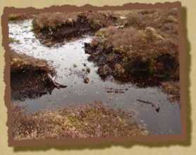 Nebelmoor