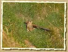 Falke am Boden