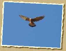 Falke im Rüttelflug