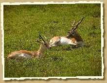 Sandgazelle
