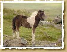 Pony aus Aran
